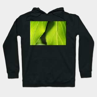 Refreshingly Green Leaves Hoodie